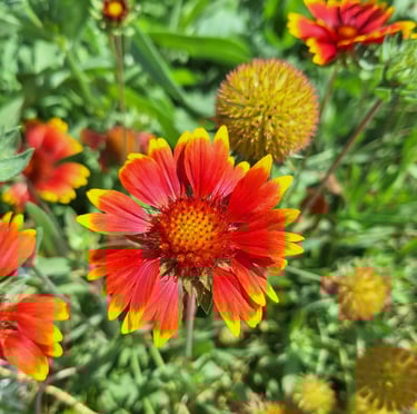 a red-yellow Flower thriving in full sun