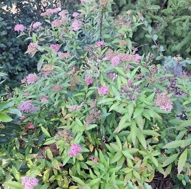 a Spiraea Japonica bush with blooms