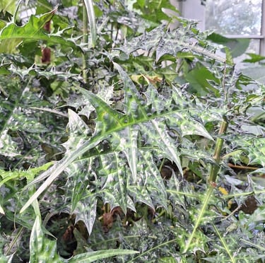 an invasive garden plant that needs to be removed