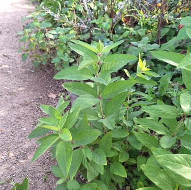 Mint herbs growing well in a green space