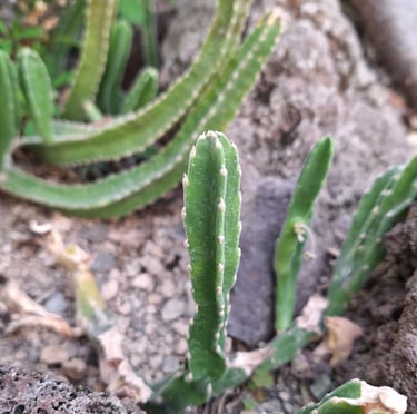 green Fairy Castle Cacti in a stony landscape