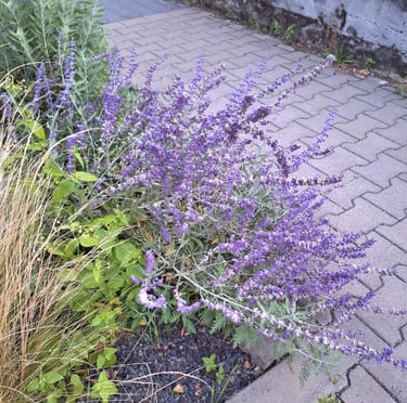 the purple flowering Russian Sage