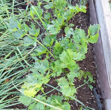 green Parsley and Chives grownig in a garden bed