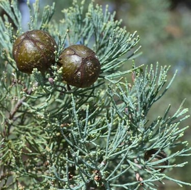 white-green White Cypress Pine stems with two pine cones