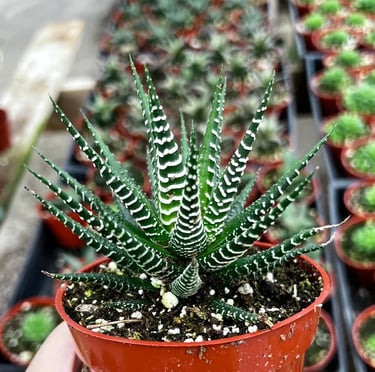 a Japanese succulent catus that is called Zebra Cactus