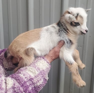 Buckling at 2 days old