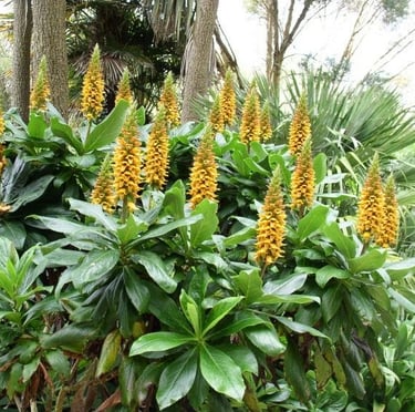 multiple Carny Island Foxglove Plants for containers