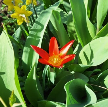 a yellow flowering dwarf perennial in a garden