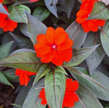 a red Impatiens flower in a full sun basket