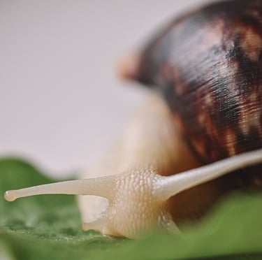 Escargot