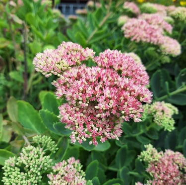 a drought tolerat Sedum bush with red flowers