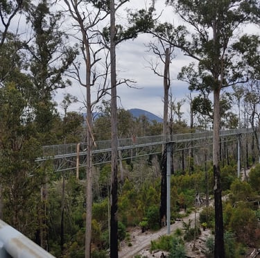 tree top walk amongs eucalyptus over 100 metres