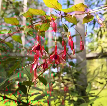 multiple Fuchsia flowers hanging from a stem
