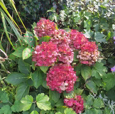 a number of red Hydrangea flowers