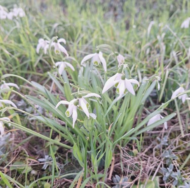 a winter garden plant with white-pink flowers