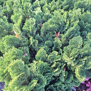 an evergreen Chamaecyparis Obtusa bush