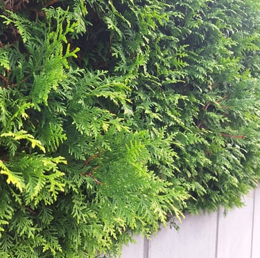 a evergreen Thuja Occidentalis high shrub for privacy