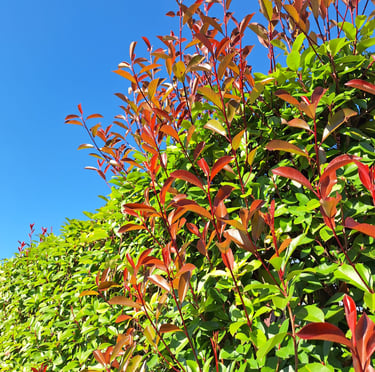 a Photinia × Fraseri hedge with green and red leaves