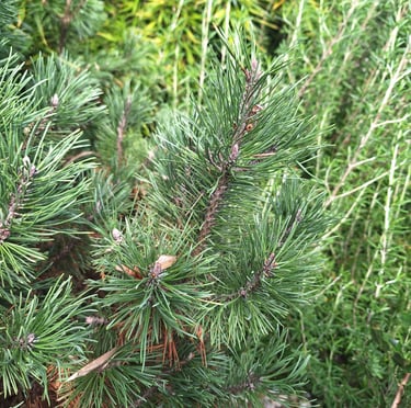 a Pinus Mugo evergren shrub with pine nedles