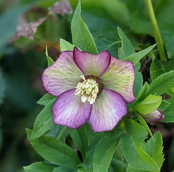shade Hellebore bushes with a colorful flower
