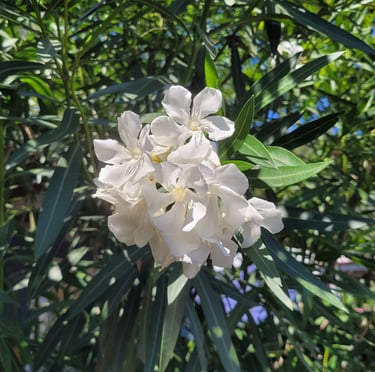 a white flower on a bush with green leaves