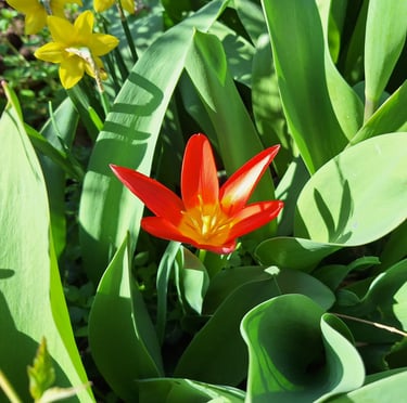 a Dwarf Dalily flower in full sun