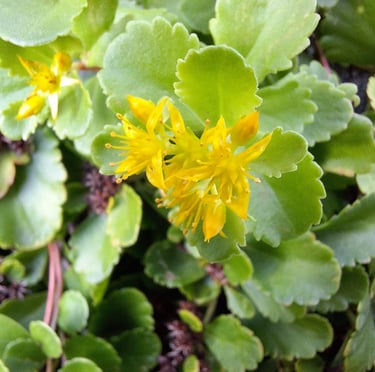 yellow St. John's Wort weed flowers