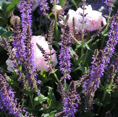 purple and rabbit resistant Salvia plants