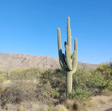 one tall Saguaro Cactus in the middle the American Arizona desert