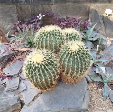 four barrel cactus plants in a outdoor garden with stones