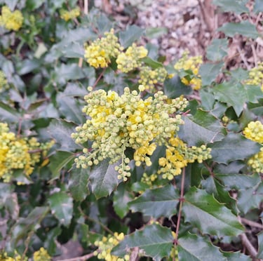 a leafy Mahonia bush with yellow flowers