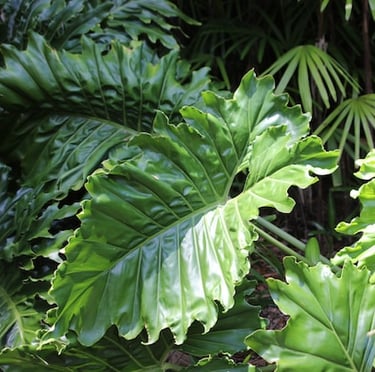 multple larde green Elephant Ear leaves