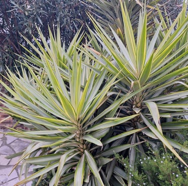 two outdooor cacti in a garden