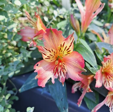 a colorful Chinese Peruvian Lily plant