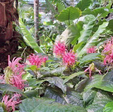 multiple pink South American Brazilian Plumes