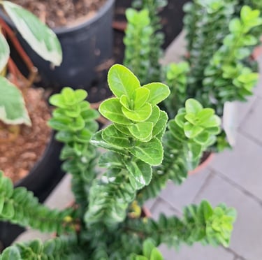 an Engish Boxwood with green leaves