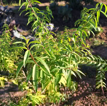 one big and green herbal bush
