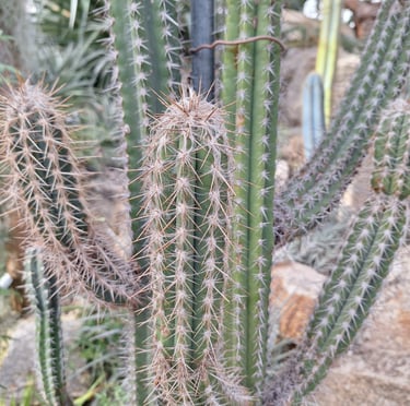 a few Xiquexique Gounellei tall cactus stems growing together
