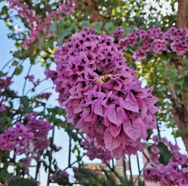 multiple pink Lilac flowers in a stem