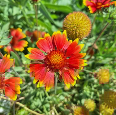 a red Indian Blanket flower wth a round middle