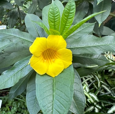 a Golden Bell bush with big leaves and a yellow flower