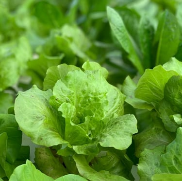 multiple Romain Lattuce plants that need to be harvested