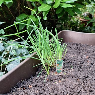 Chives that are ready to be harvested