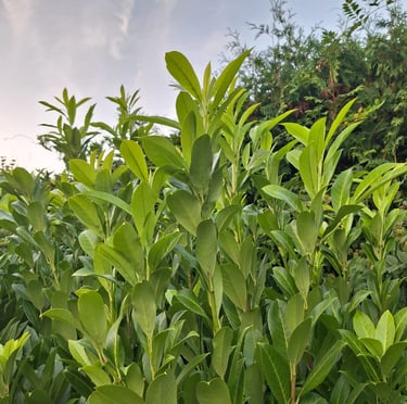 green Inkberry Holly leaves