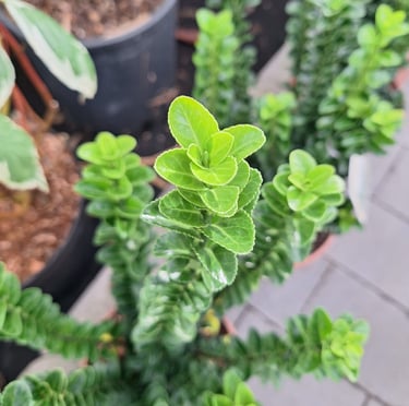 a type of boxwood shrub called English Bowood