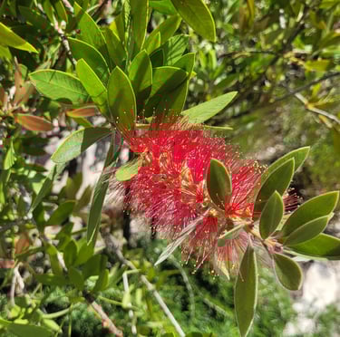 a zone 8 shrub with a red flower in full sun