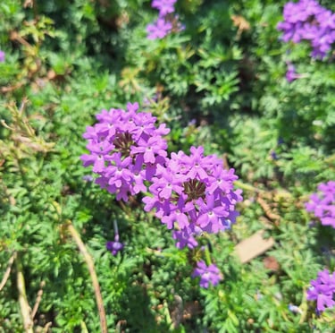 tiny Dakota Mock flowers blooming on a green space