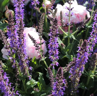 multiple drought resistant purple Salvia flowers in full sun