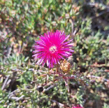 one small and pink Creepig Redflush flower