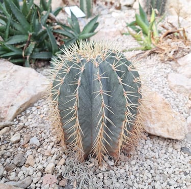 a Ball Catus growing in a stony lanscape